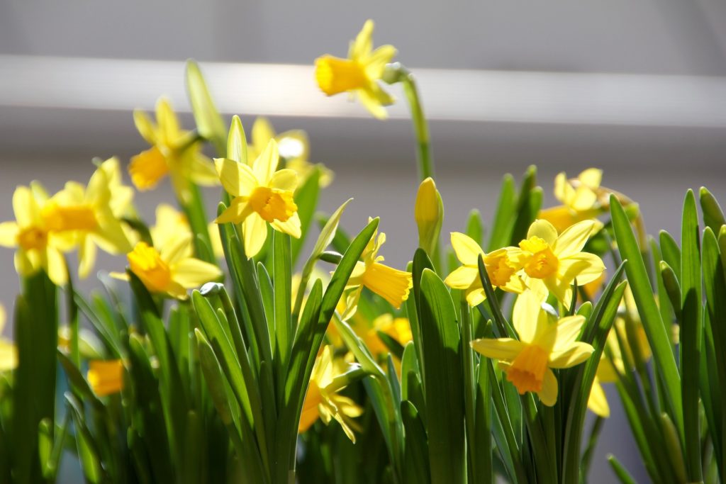 des narcisses prête à planter sur son balcon dans une jardinière devant une maison