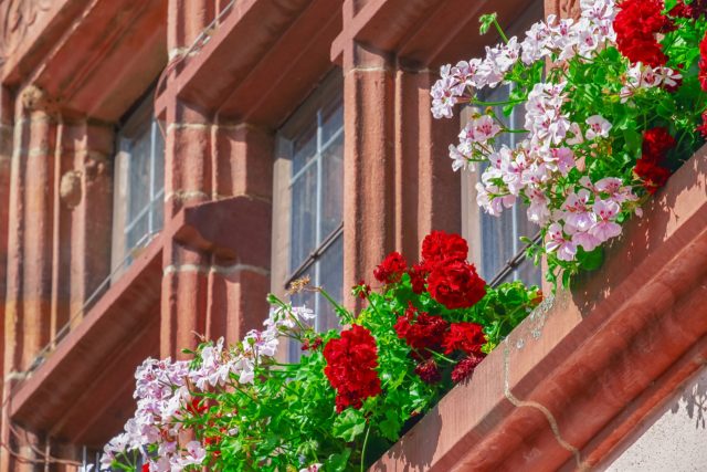 jardinières devant une fenêtre d'une maison en grès des Vosges