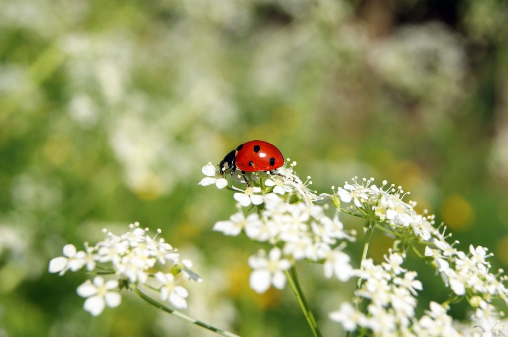 une coccinelle posée sur une fleur blanche