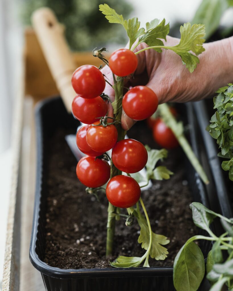 Vue de profil d’une femme plantant des tomates dans la terre.