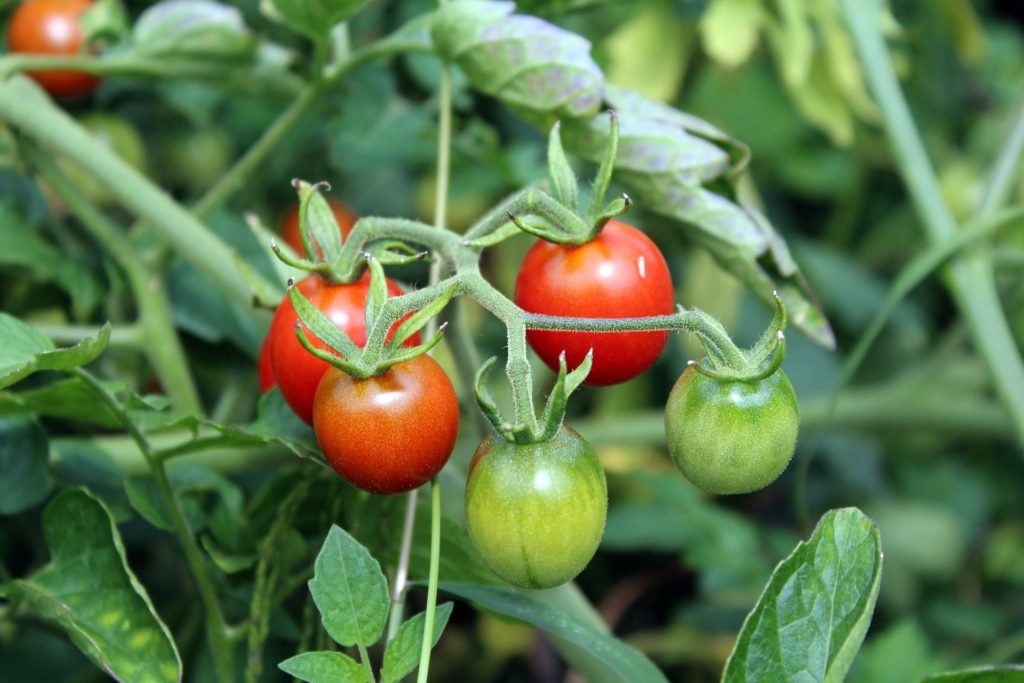 des tomates cerises plantées sur son balcon, certaines déjà mûres d'autres encore vertes
